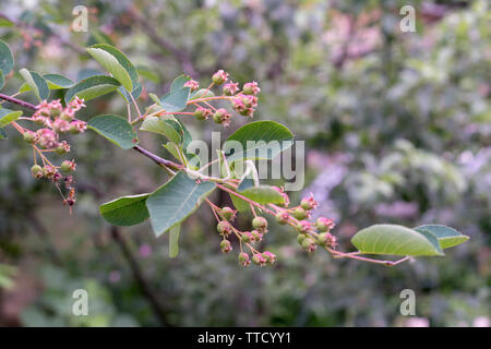 Grüne, unreife Beeren von irgi in der Mitte Juni. Stockfoto