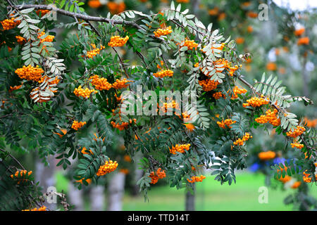 Eine Menge Beeren der Yellow Mountain Ash, horizontale Foto Stockfoto