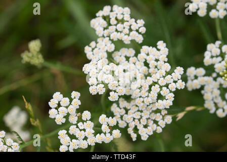 Achillea millefolium, Schafgarbe weiße Blumen Makro Stockfoto