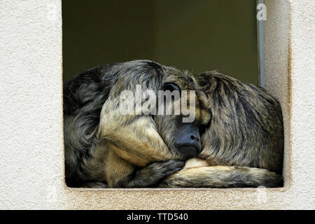 Einen Schwarzen Brüllaffen, Alouatta caraya, am Kap kann Couty Park & Zoo, New Jersey, USA Stockfoto