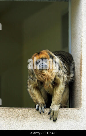 Einen Schwarzen Brüllaffen, Alouatta caraya, am Kap kann Couty Park & Zoo, New Jersey, USA Stockfoto