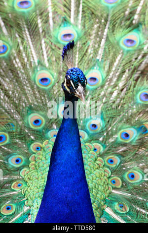 Porträt einer Anzeige Männliche indische Pfau, Pavo cristatus, Cape May County Zoo, New Jersey, USA Stockfoto