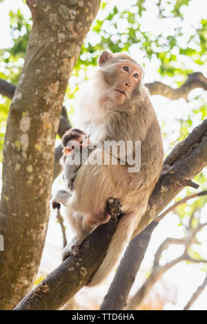 Macaque Affen Mutter gestillten Kind in Baum, Insel Cat Ba, Hai Phong Provinz, Vietnam, Asien Stockfoto