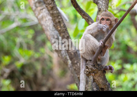 Macaque Affen essen während der Sitzung in Baum, Insel Cat Ba, Hai Phong Provinz, Vietnam, Asien Stockfoto