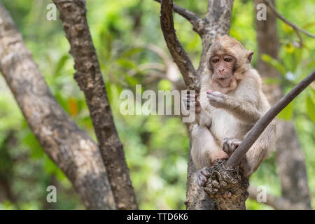 Macaque Affen sitzen im Baum, Insel Cat Ba, Hai Phong Provinz, Vietnam, Asien Stockfoto