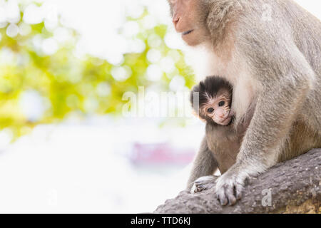 Macaque Affen Mutter gestillten Kind in Baum, Insel Cat Ba, Hai Phong Provinz, Vietnam, Asien Stockfoto