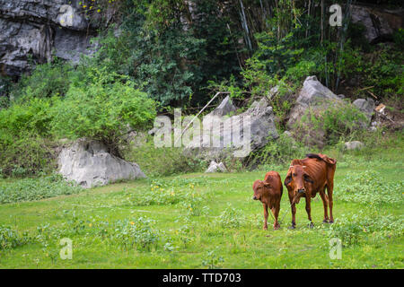 Mutter und Kind Kühe wandern im Feld, Insel Cat Ba, Hai Phong Provinz, Vietnam, Asien Stockfoto