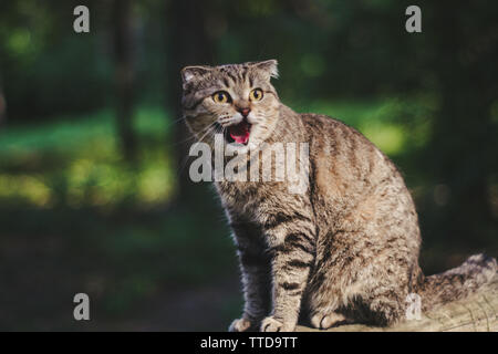 Lächelnd Scottish Fold Katze Stockfoto