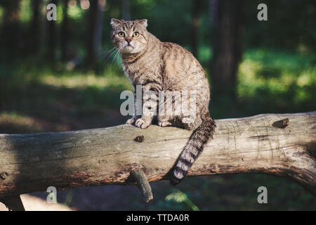 Scottish Fold sitzen auf einem gefallenen Baum Stockfoto