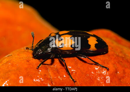 Eine Nahaufnahme des Begrabens Käfer in Virginia Stockfoto