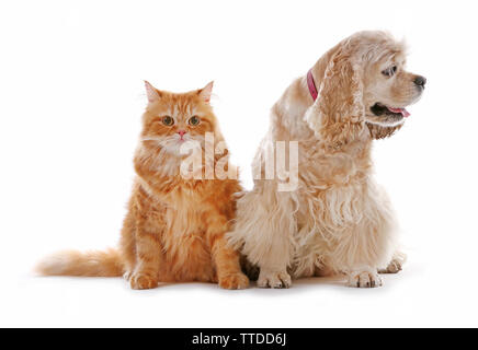 American Cocker Spaniel und rote Katze zusammen isoliert auf weißem Stockfoto
