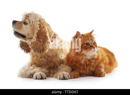 American Cocker Spaniel und rote Katze zusammen isoliert auf weißem Stockfoto