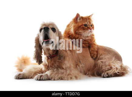 American Cocker Spaniel und rote Katze zusammen isoliert auf weißem Stockfoto