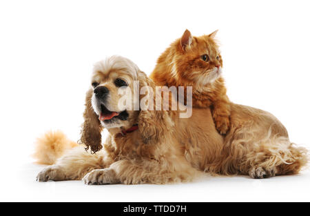 American Cocker Spaniel und rote Katze zusammen isoliert auf weißem Stockfoto