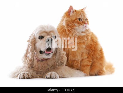 American Cocker Spaniel und rote Katze zusammen isoliert auf weißem Stockfoto