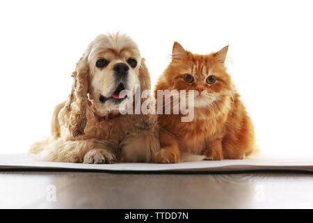 American Cocker Spaniel und rote Katze zusammen isoliert auf weißem Stockfoto