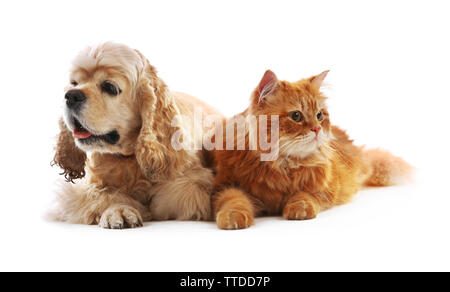 American Cocker Spaniel und rote Katze zusammen isoliert auf weißem Stockfoto
