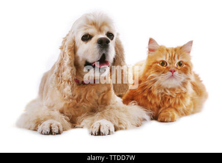 American Cocker Spaniel und rote Katze zusammen isoliert auf weißem Stockfoto