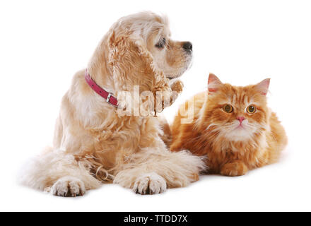 American Cocker Spaniel und rote Katze zusammen isoliert auf weißem Stockfoto