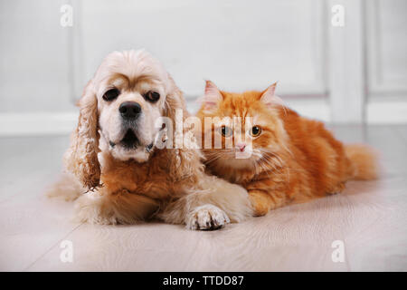 American Cocker Spaniel und rote Katze zusammen auf dem Boden im Zimmer Stockfoto