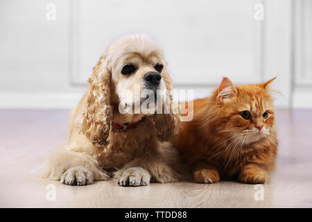 American Cocker Spaniel und rote Katze zusammen auf dem Boden im Zimmer Stockfoto