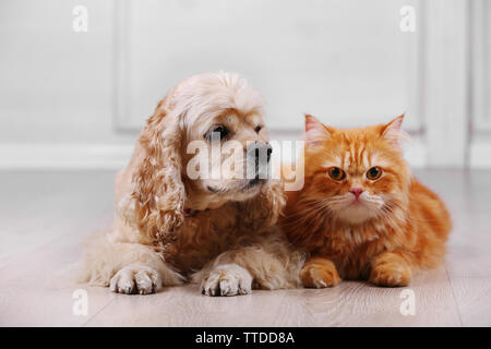 American Cocker Spaniel und rote Katze zusammen auf dem Boden im Zimmer Stockfoto