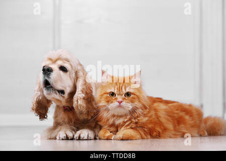 American Cocker Spaniel und rote Katze zusammen auf dem Boden im Zimmer Stockfoto