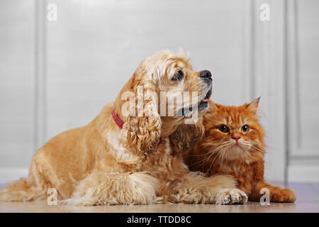 American Cocker Spaniel und rote Katze zusammen auf dem Boden im Zimmer Stockfoto
