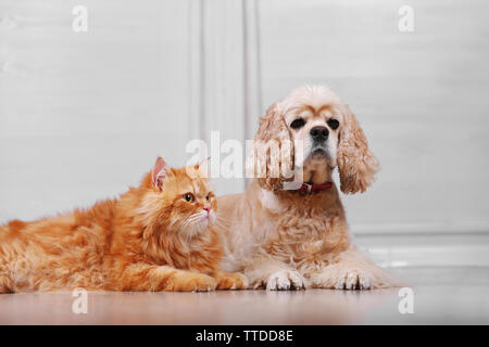 American Cocker Spaniel und rote Katze zusammen auf dem Boden im Zimmer Stockfoto