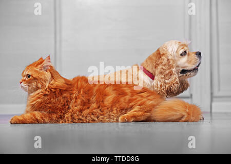 American Cocker Spaniel und rote Katze zusammen auf dem Boden im Zimmer Stockfoto