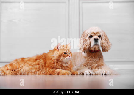 American Cocker Spaniel und rote Katze zusammen auf dem Boden im Zimmer Stockfoto