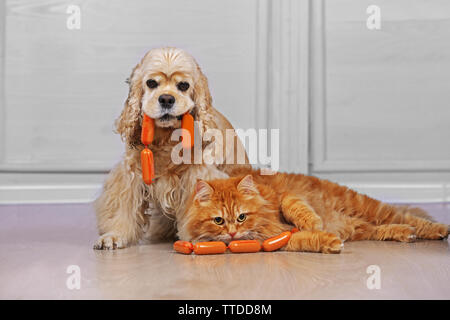 American Cocker Spaniel und rote Katze mit Wurst auf dem Boden im Zimmer Stockfoto