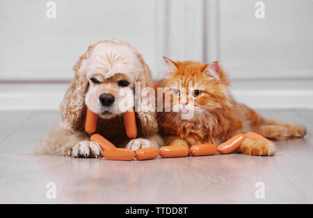 American Cocker Spaniel und rote Katze mit Wurst auf dem Boden im Zimmer Stockfoto