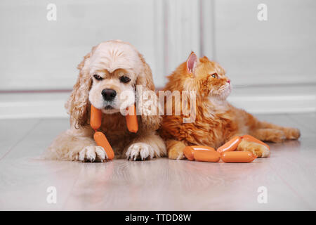 American Cocker Spaniel und rote Katze mit Wurst auf dem Boden im Zimmer Stockfoto