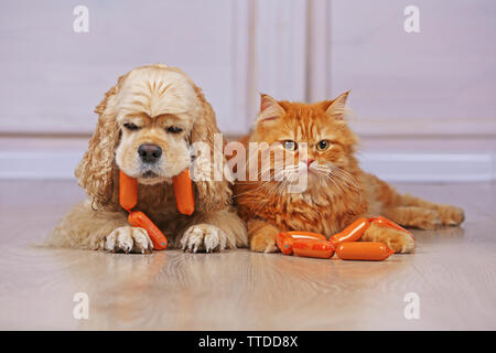 American Cocker Spaniel und rote Katze mit Wurst auf dem Boden im Zimmer Stockfoto