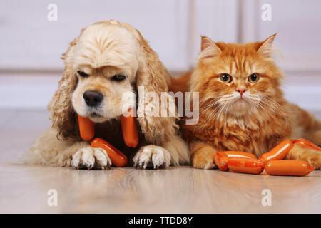 American Cocker Spaniel und rote Katze mit Wurst auf dem Boden im Zimmer Stockfoto