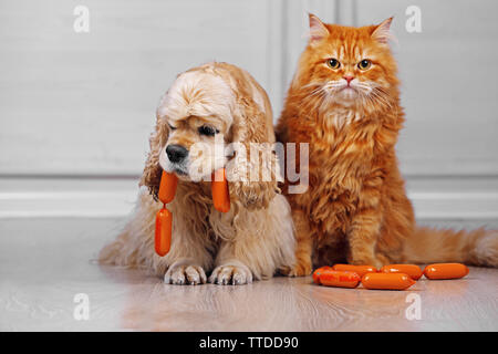American Cocker Spaniel und rote Katze mit Wurst auf dem Boden im Zimmer Stockfoto