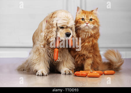 American Cocker Spaniel und rote Katze mit Wurst auf dem Boden im Zimmer Stockfoto