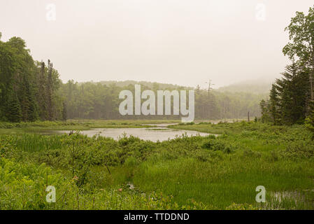 Ein Biber Teich und Feuchtgebiet in den Adirondack Mountains, NY USA auf einem nebligen trüben regnerischen Nachmittag. Stockfoto