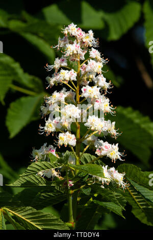 Blume Kerze eines Pferdes - Rosskastanie (Aesculus hippocastanum) Stockfoto