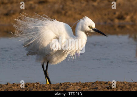 Seidenreiher (Egretta garzetta) Anzeige in der Zucht Gefieder Stockfoto