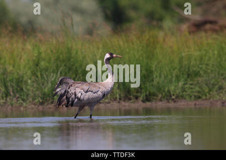 Kranich (Grus Grus) bei Hortobagy NP, Ungarn Stockfoto