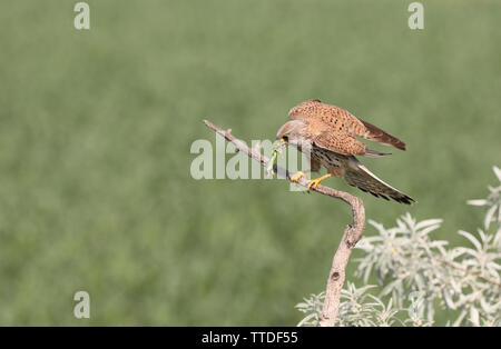 Turmfalke (Falco tinnunculus) mit Beute (eine Eidechse). In Hortobagy NP, Ungarn fotografiert Stockfoto