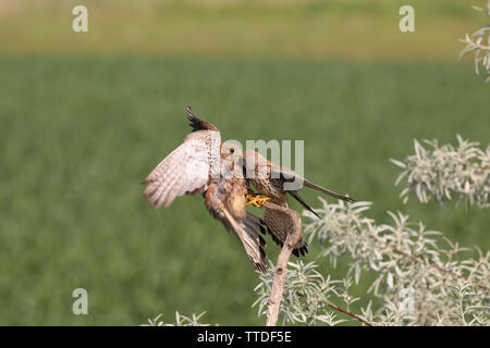 Turmfalke (Falco tinnunculus) swapping Beute. In Hortobagy NP, Ungarn fotografiert Stockfoto