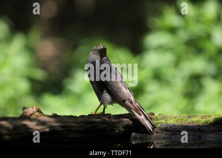 Eurasischen Sperber (Accipiter nisus). Bei Hortobagy NP, Ungarn fotografiert Stockfoto