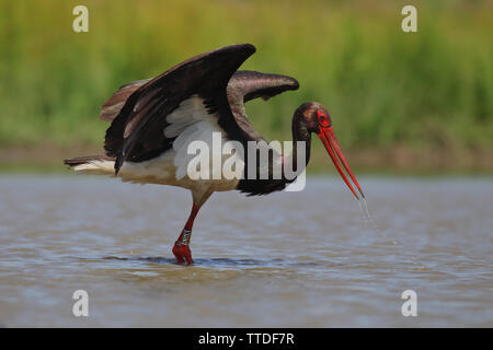 Schwarzstorch (Ciconia nigra) in Hortobagy NP, Ungarn fotografiert Stockfoto