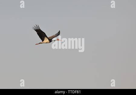 Schwarzstorch (Ciconia nigra) in Hortobagy NP, Ungarn fotografiert Stockfoto