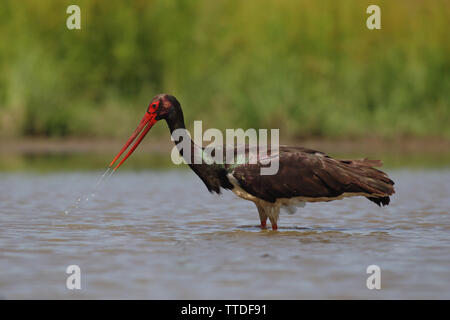 Schwarzstorch (Ciconia nigra) in Hortobagy NP, Ungarn fotografiert Stockfoto