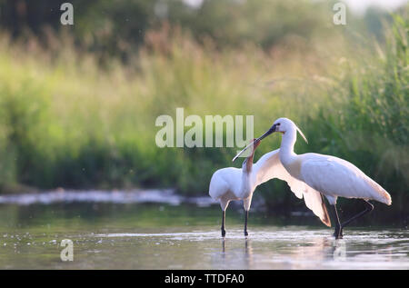 Löffler (Platalea leucorodia), in Hortobagy NP, Ungarn fotografiert Stockfoto