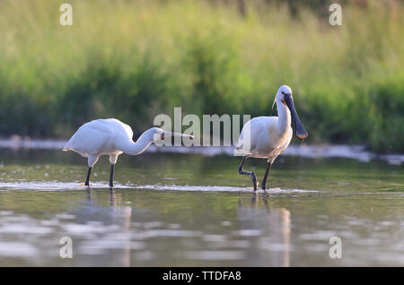 Löffler (Platalea leucorodia), in Hortobagy NP, Ungarn fotografiert Stockfoto